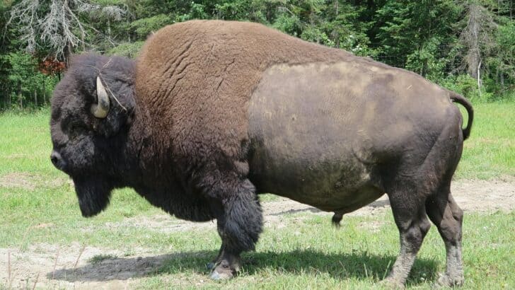 Why Bison Are Protected in U.S. National Parks