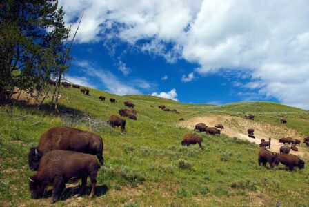 The Largest Bison Herd Ever Seen Roaming the Plains
