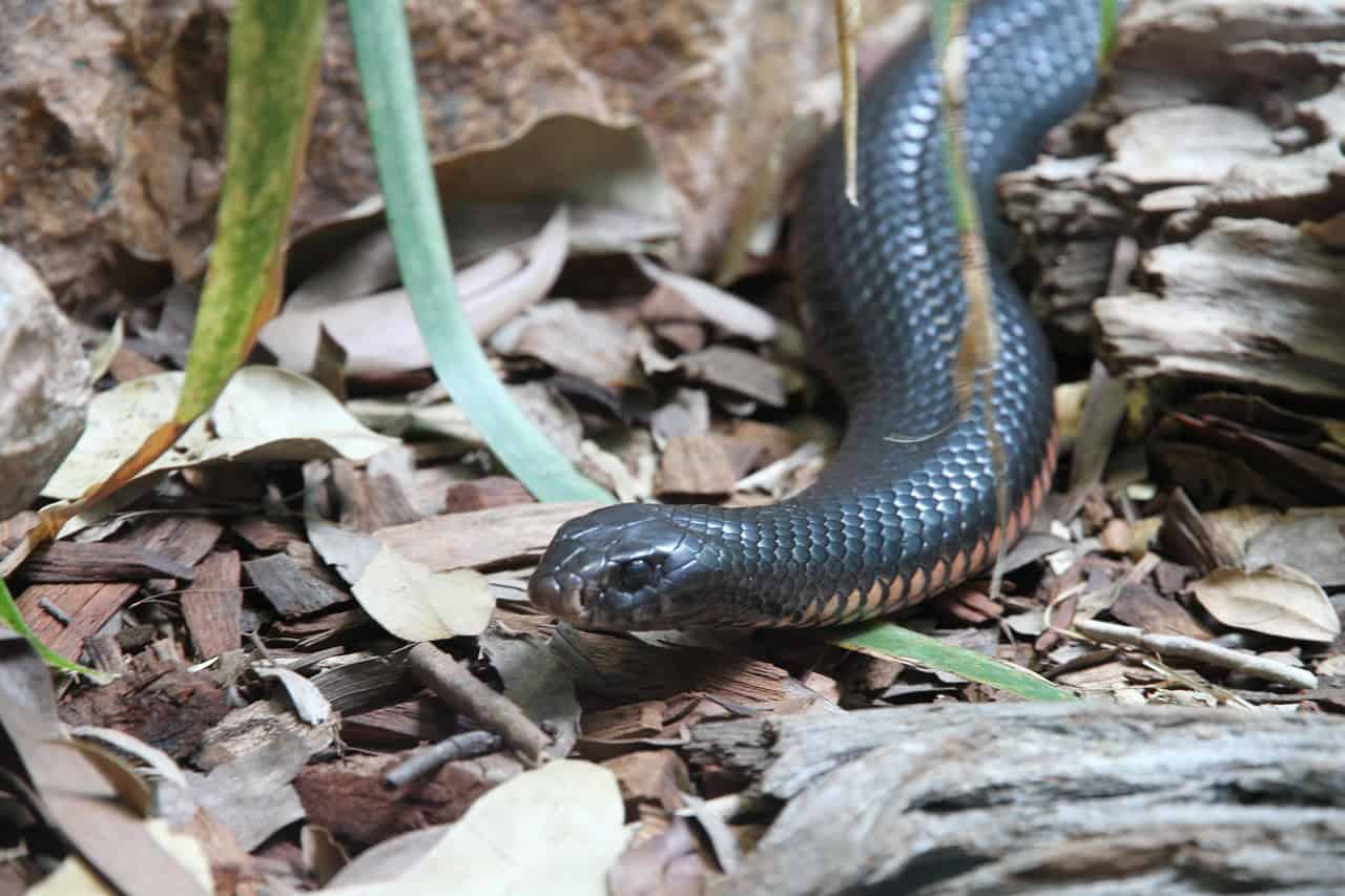 The Role of the Inland Taipan in Ecosystems (image credits: pixabay)