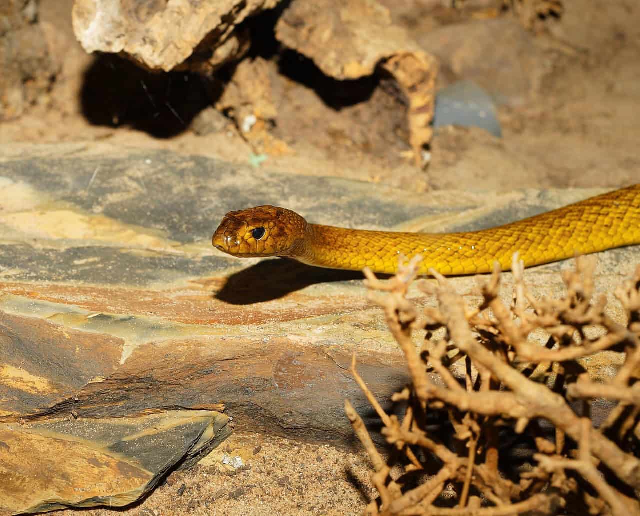 Fascination with Venomous Snakes (image credits: pixabay)