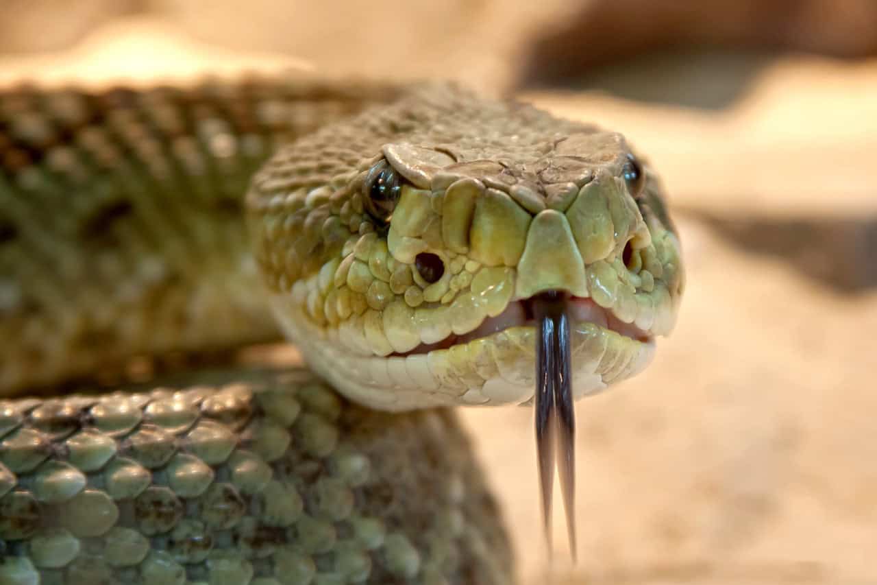 Medical Research and Snake Venom (image credits: pixabay)