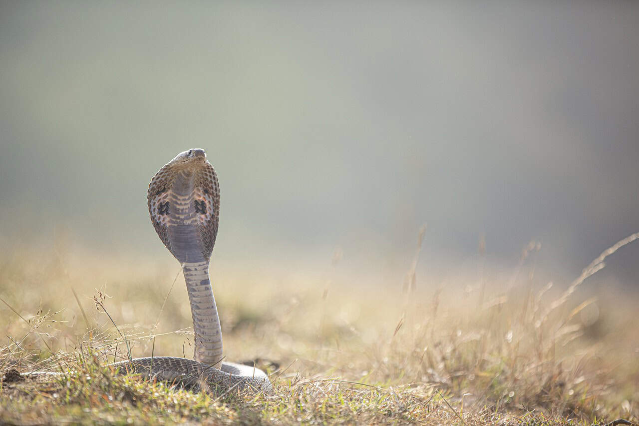 Encounters with Humans (image credits: pixabay)