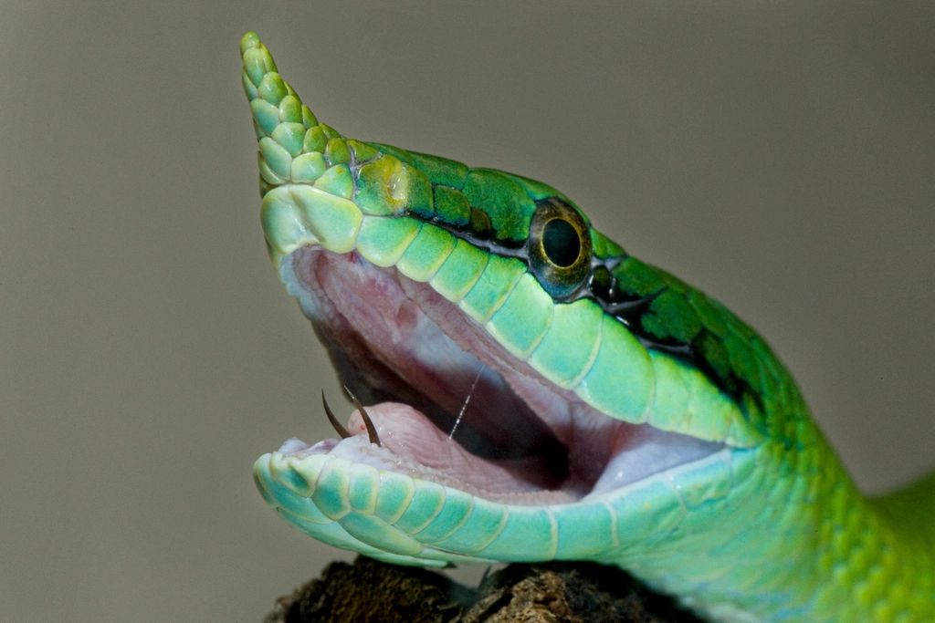 The Beauty of the Inland Taipan