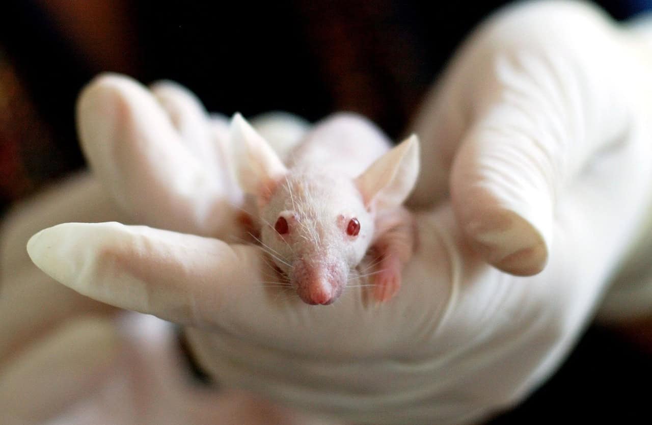 The Role of Technology: Advancements in Bat Research (image credits: pixabay)