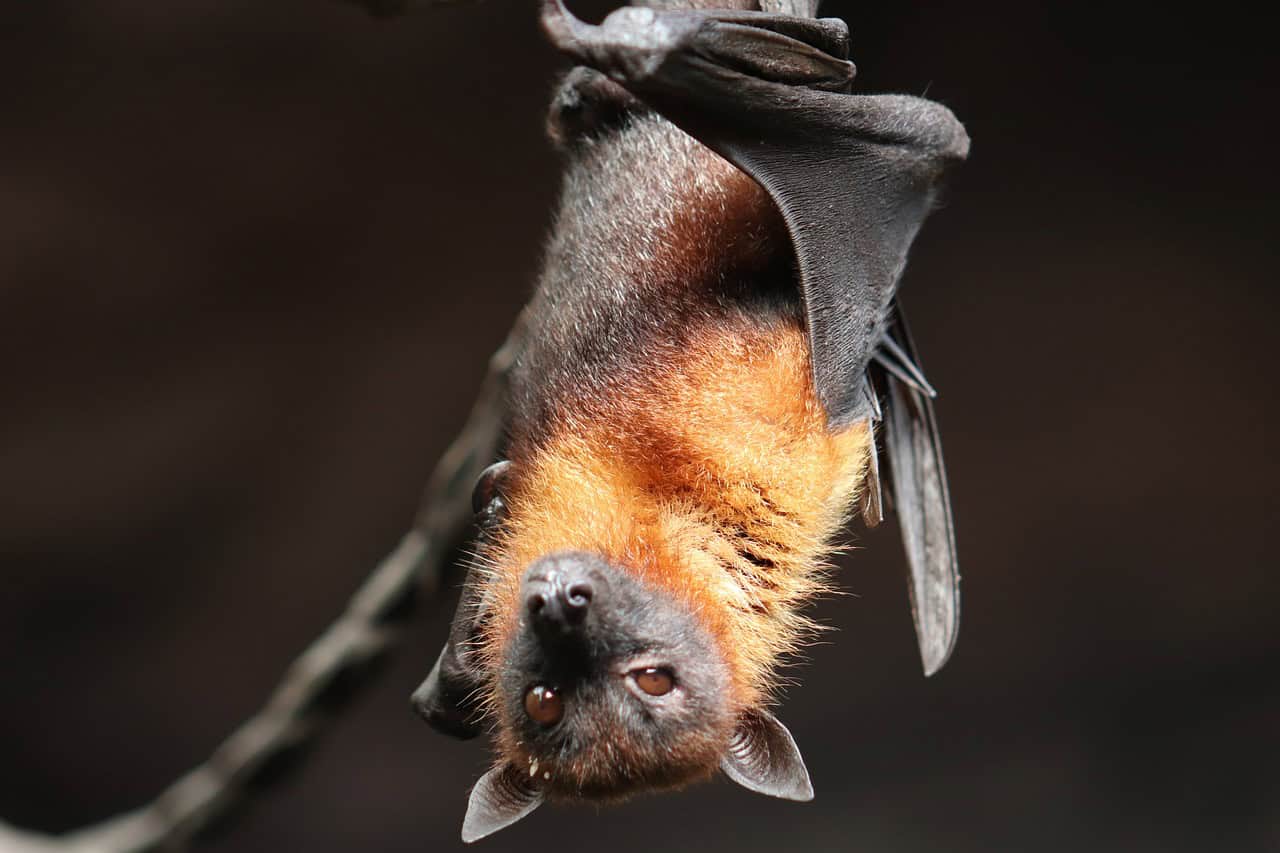 The Global Perspective: Conservation Beyond Borders (image credits: pixabay)
