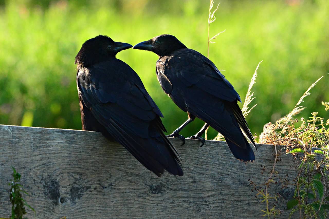 A Glimpse into the Corvid Brain (image credits: pixabay)