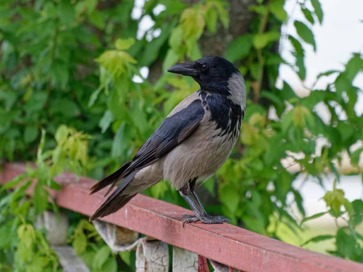 Comparative Cognition: Corvids vs. Primates