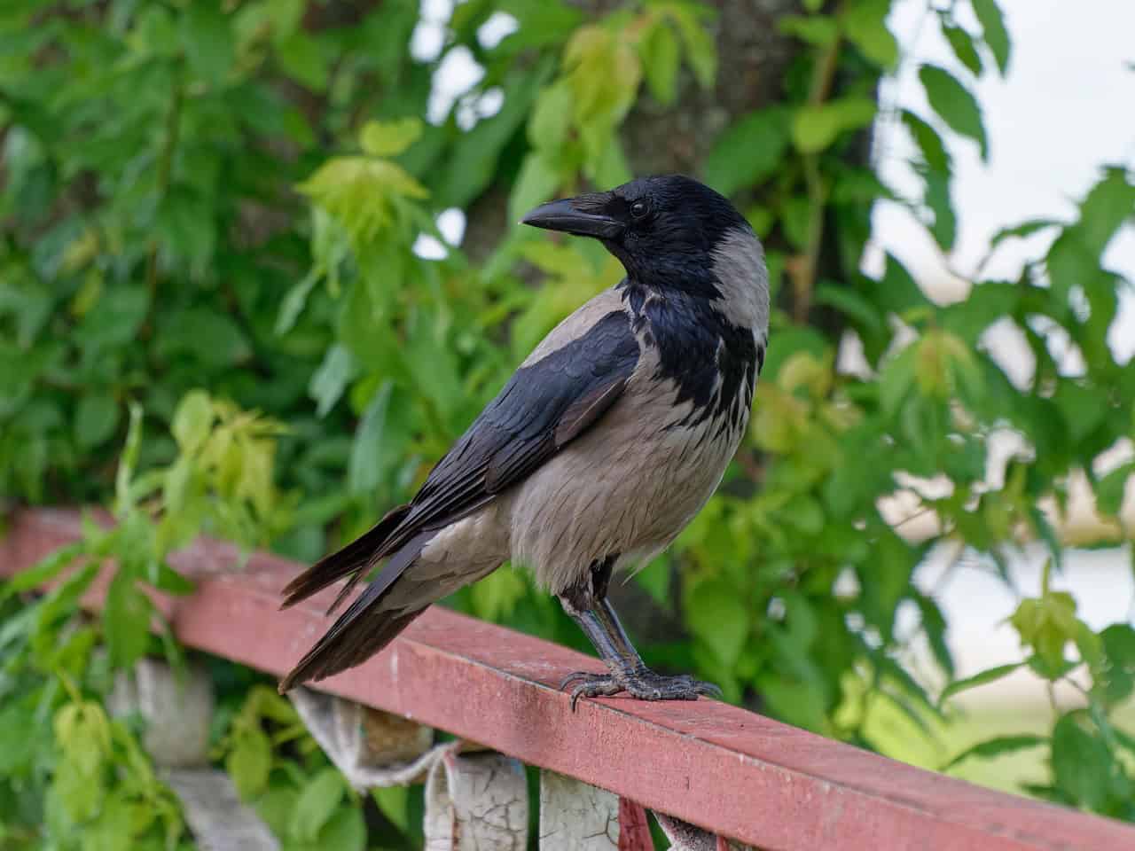 Comparative Cognition: Corvids vs. Primates (image credits: pixabay)