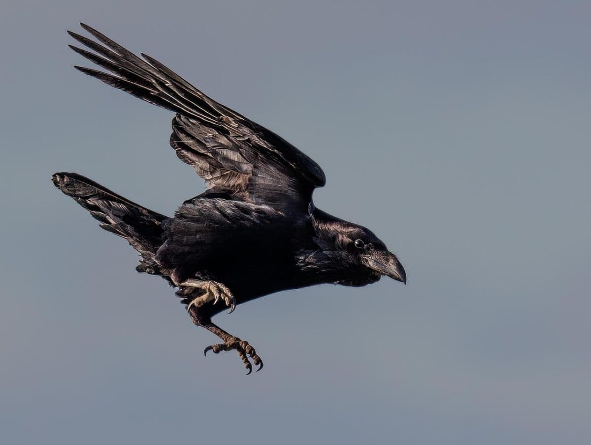 Cultural Significance of Corvids