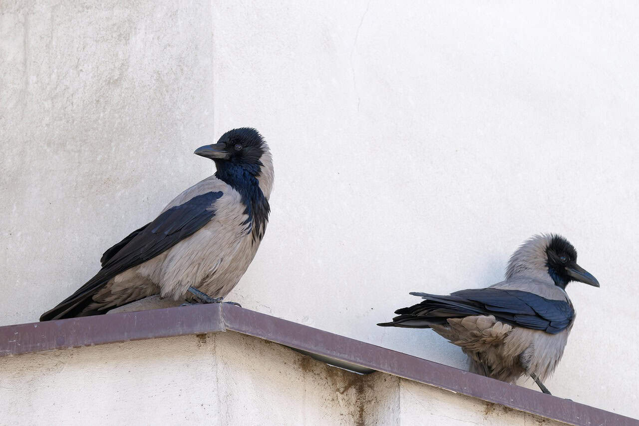Broader Implications for Education and Conservation (image credits: pixabay)