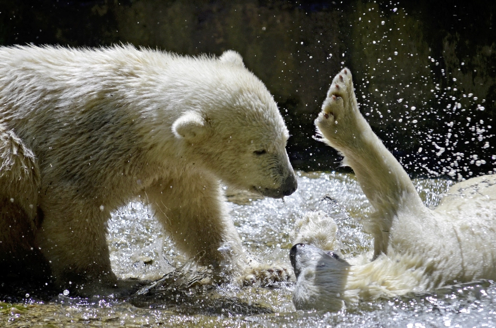 Polar Bears: Playful Predators