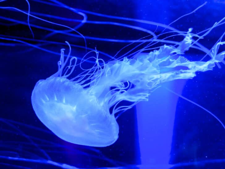 The worlds most dangerous jellyfish is spreading here is why animals