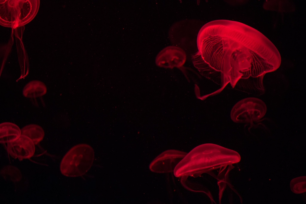 Human Encounters with Box Jellyfish