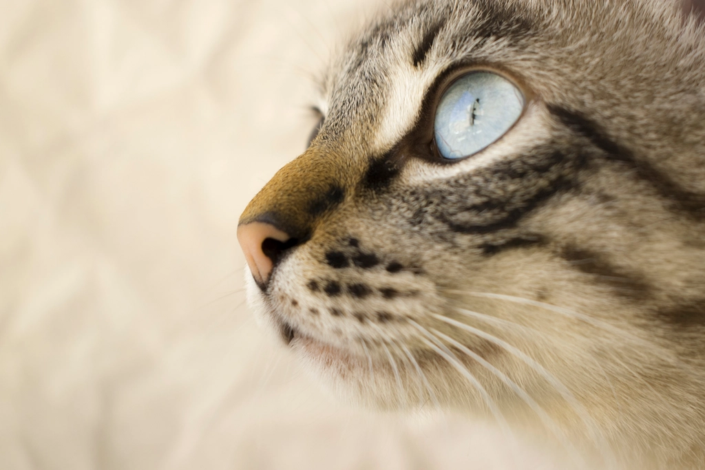 The History of Cats and Their Domestication (image credits: rawpixel)