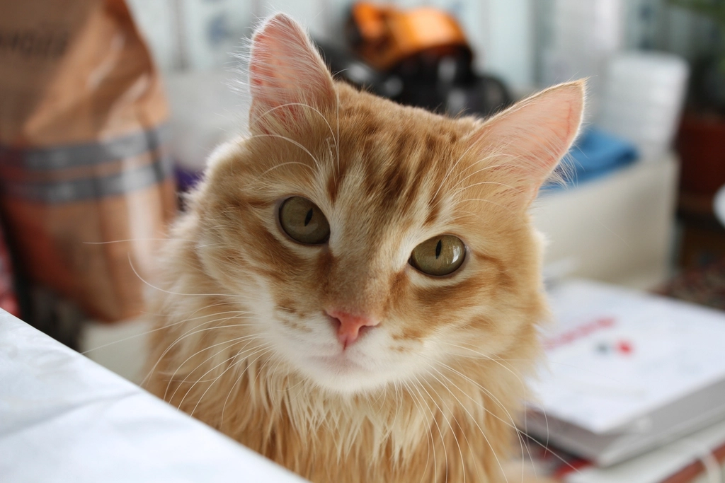 The Distinct Personality Traits of Cats