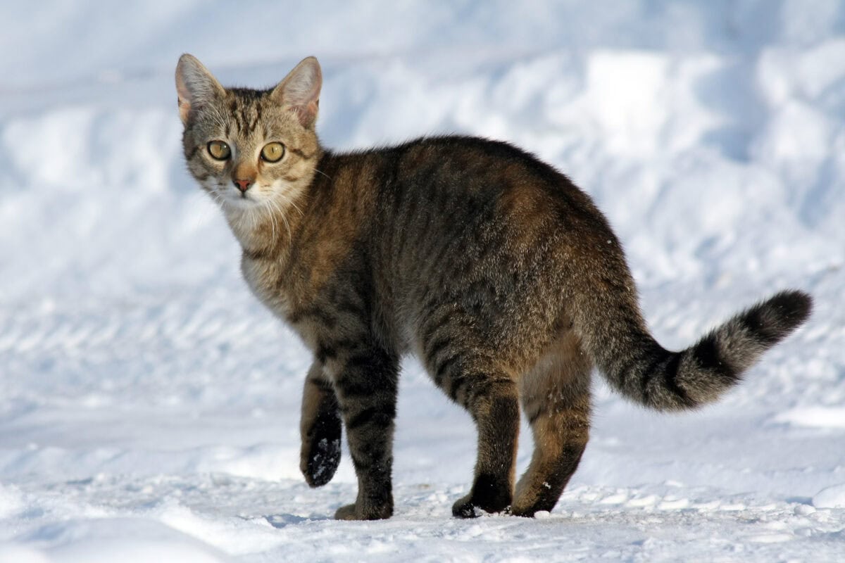 The Mysterious World of Catnip