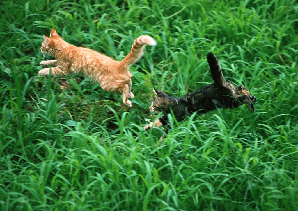 The Relationship Between Cats and Their Owners