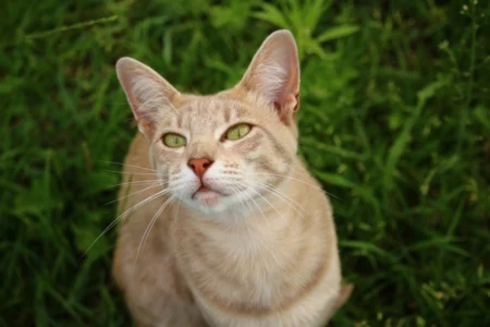 The Most Popular Cat Breeds in the U.S. This Year