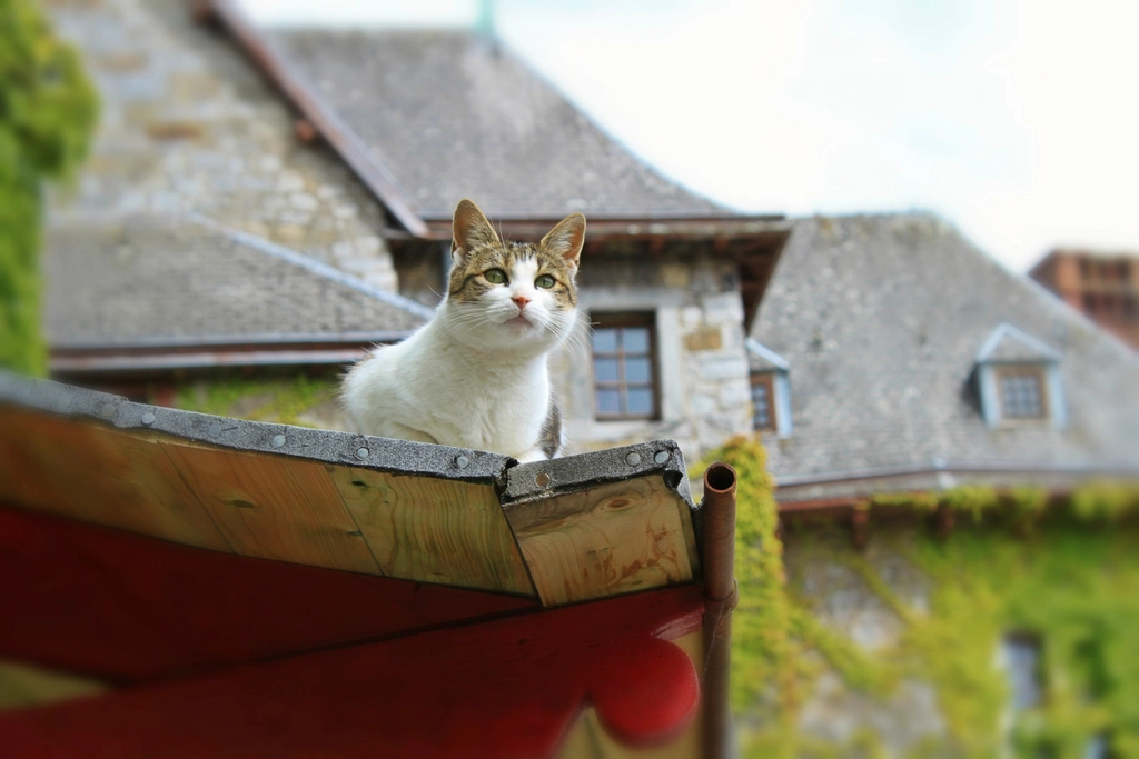The Role of Cats in Therapy and Service
