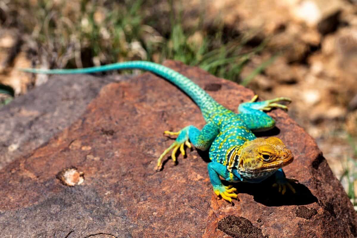 Eastern Collared Lizard: The Vibrant Speedster
