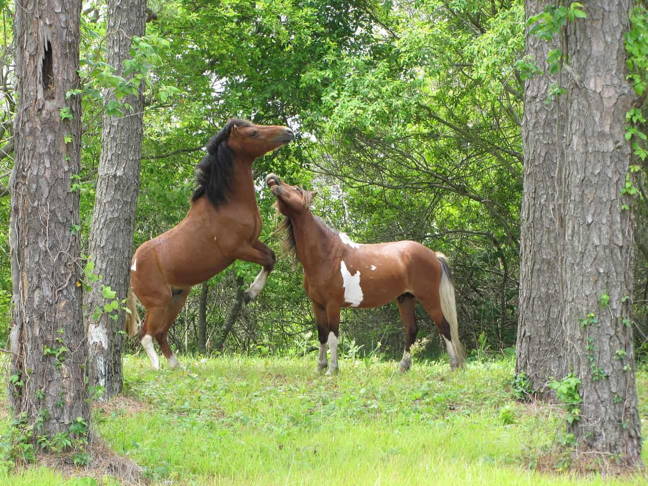 The Cultural Significance of Wild Horses (image credits: rawpixel)