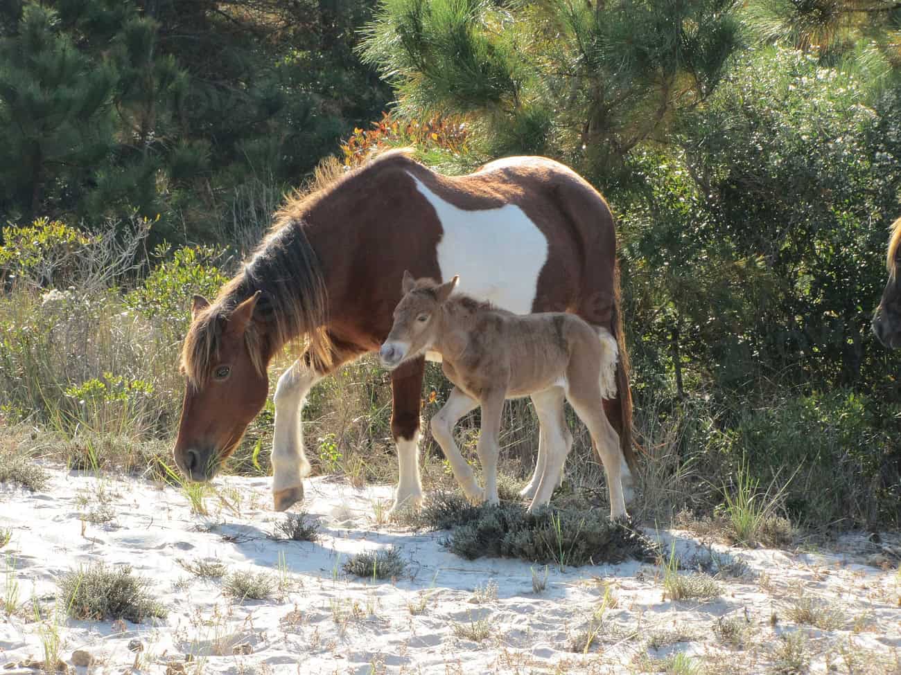 The Future of Wild Horses (image credits: rawpixel)
