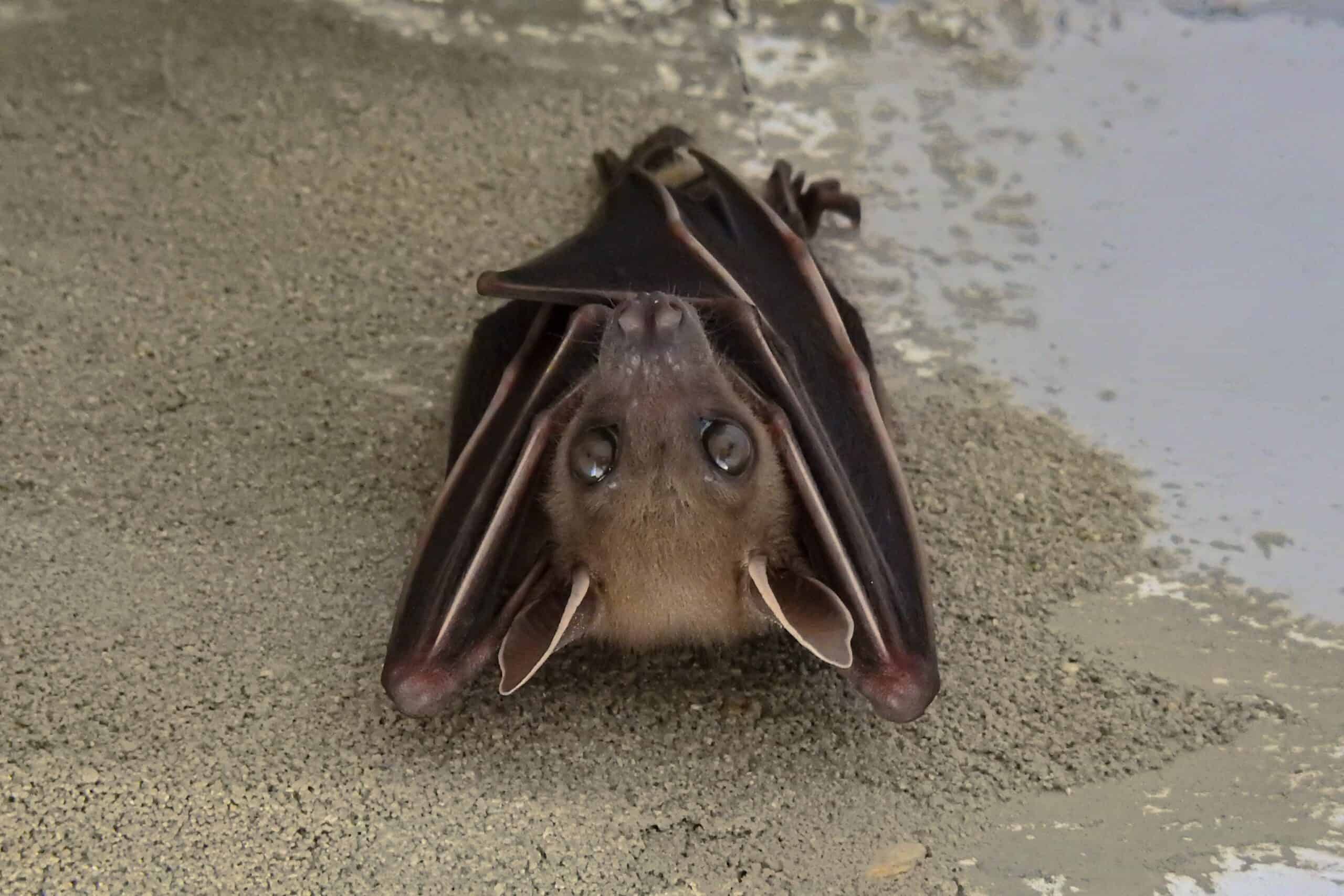Elusive Echo: The Ghost Bat of Grand Canyon (image credits: wikimedia)