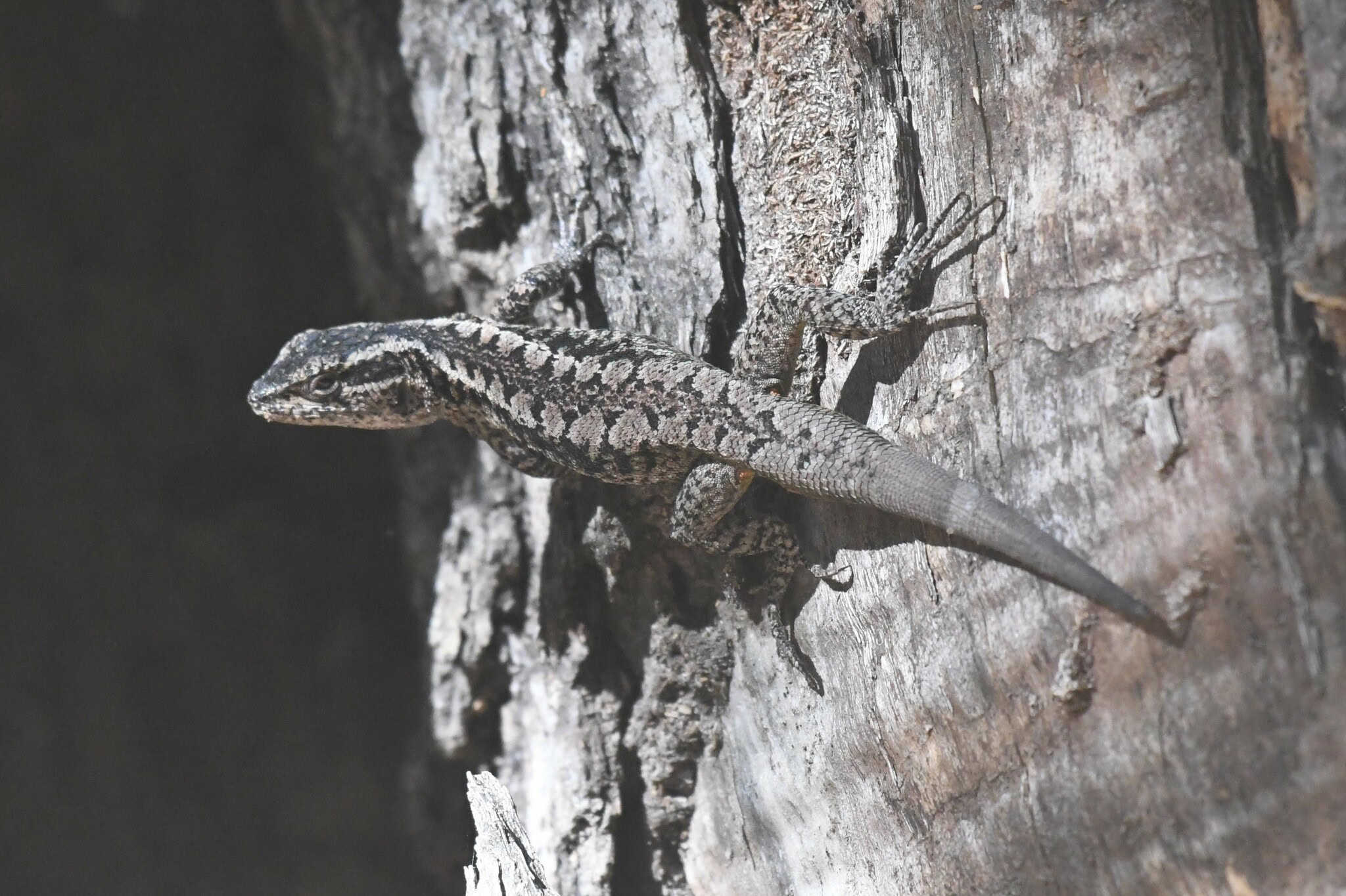 The Painted Lizard of Yellowstone (image credits: wikimedia)