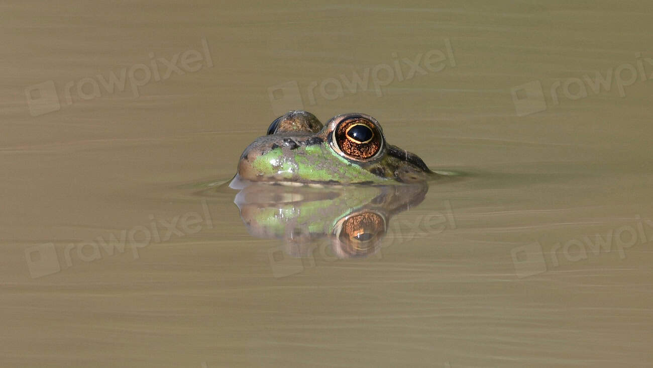 Whispering Pines: The Singing Frog of Great Smoky Mountains (image credits: rawpixel)