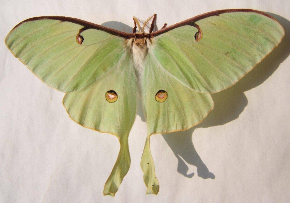 The Moonlit Moth of Acadia