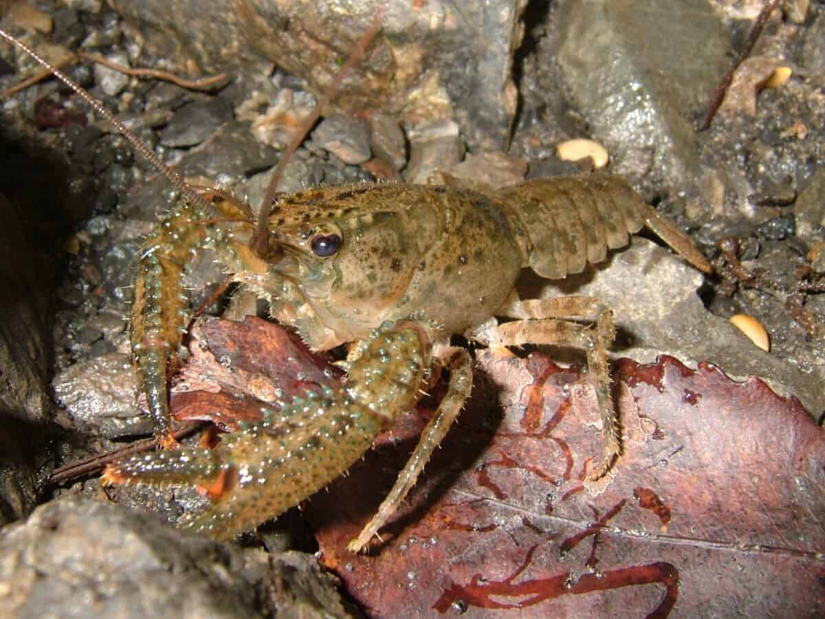 The Crystal Crawfish of Everglades