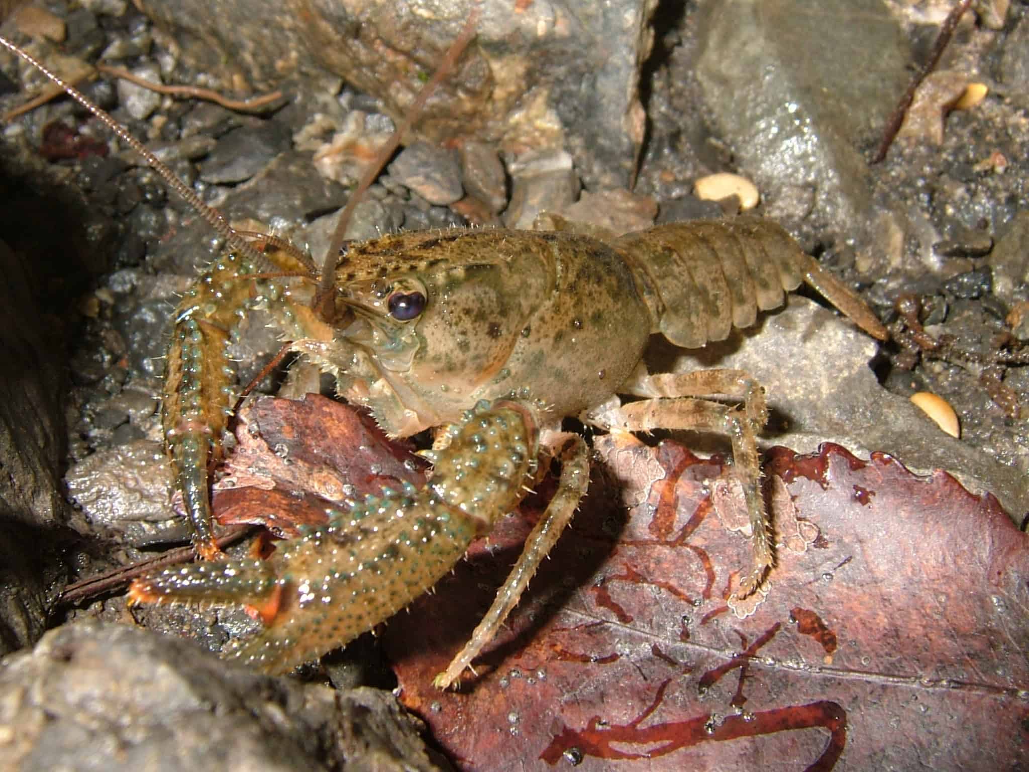 The Crystal Crawfish of Everglades (image credits: wikimedia)