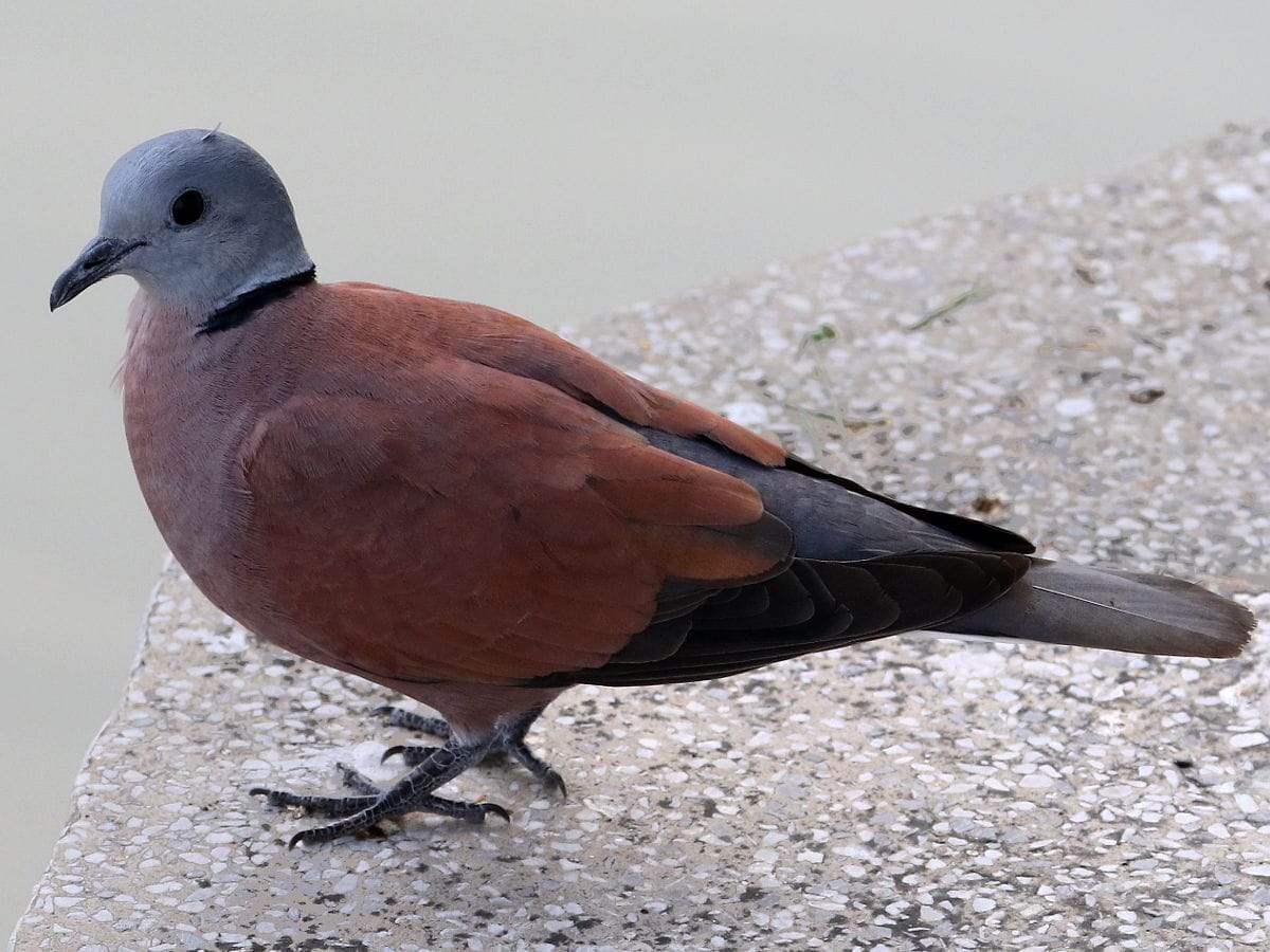 The Red-Tail Dove of Shenandoah (image credits: wikimedia)