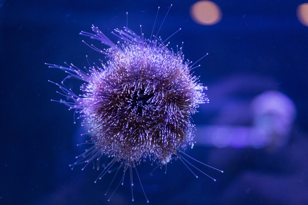 13. Sea Urchin (image credits: rawpixel)