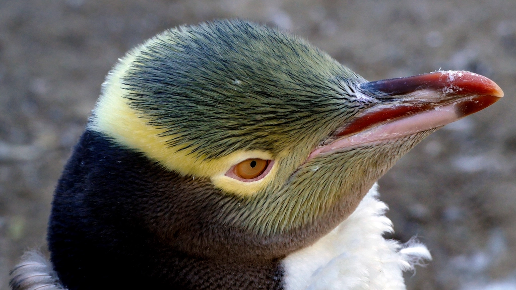 The Yellow-eyed Penguin: A Coastal Wonder (image credits: rawpixel)
