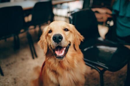 The Top 19 Most Googled Dog Breeds in the U.S.