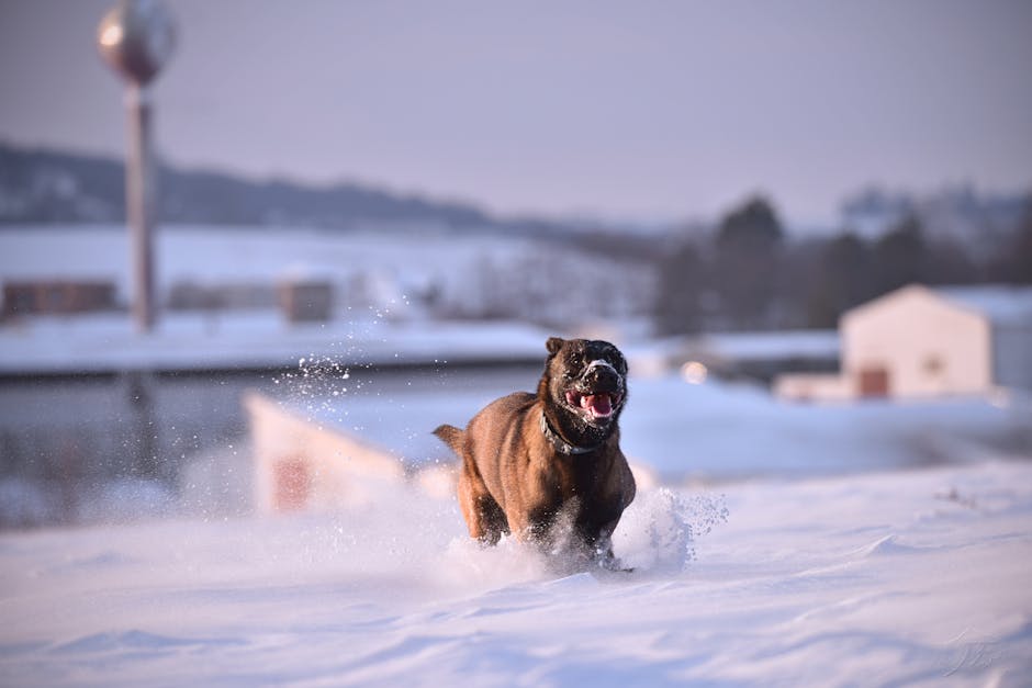 Belgian Malinois: The Driven Genius (image credits: pexels)