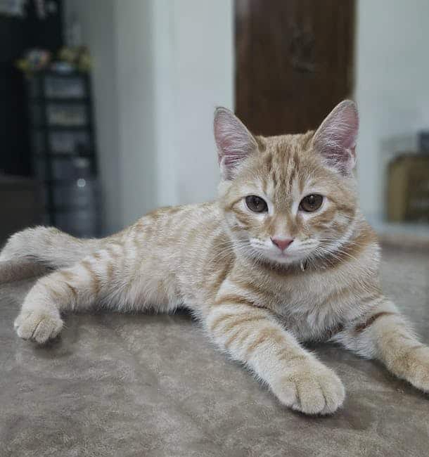 Ocicat: The Spotted Explorer