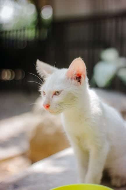 Pixie-Bob: The Bobcat Lookalike
