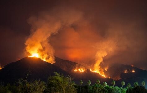 The Unexpected Link Between Wildfire and Bird Migration