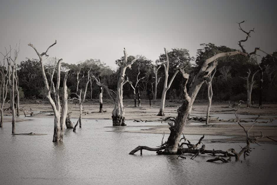 The St. Louis Flood of 1993 (image credits: pexels)