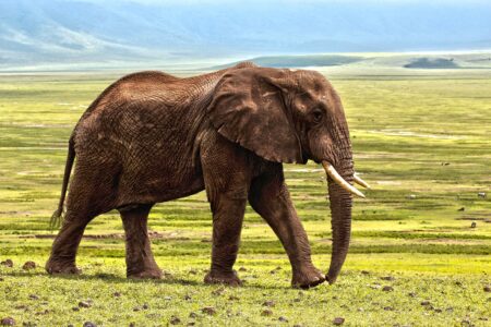 13 Facts About Animal Senses That Will Blow Your Mind