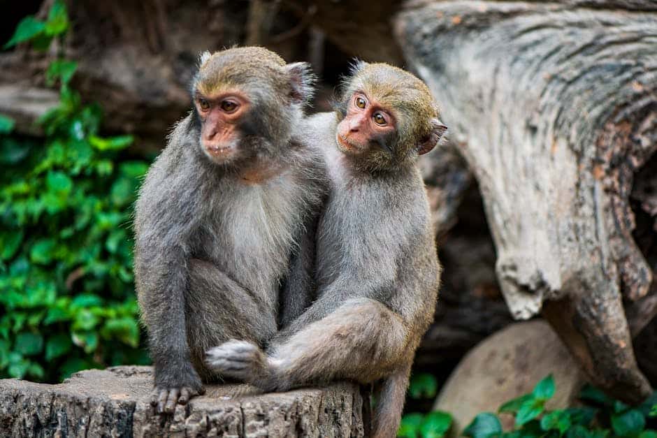 The Social Dynamics of Mammals (image credits: pexels)