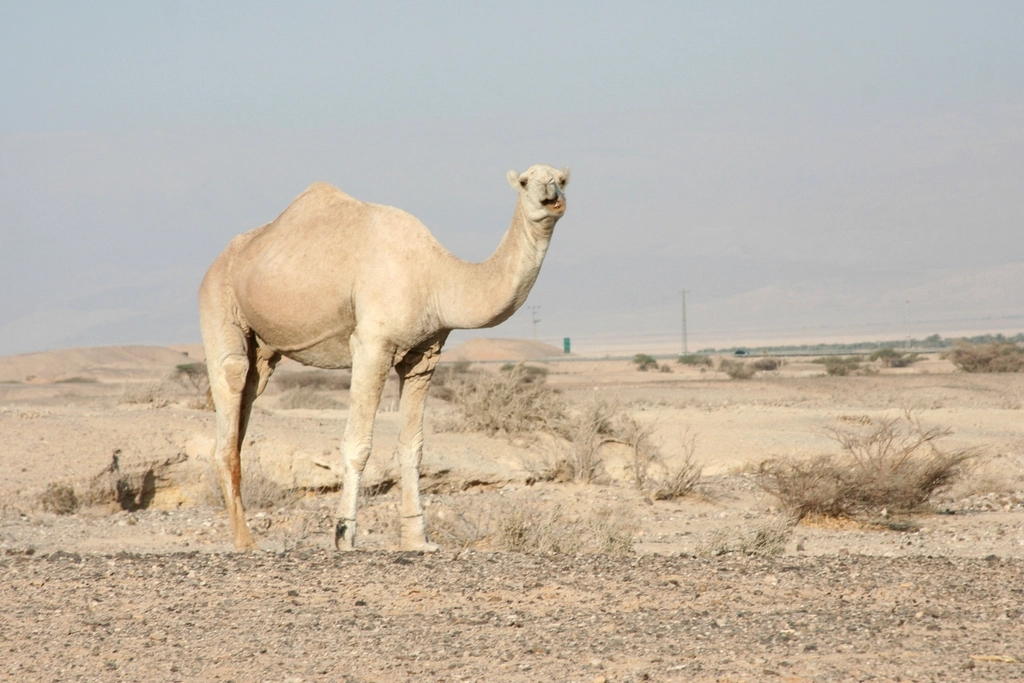 The Resilient Spirit of Desert Wildlife (image credits: rawpixel)