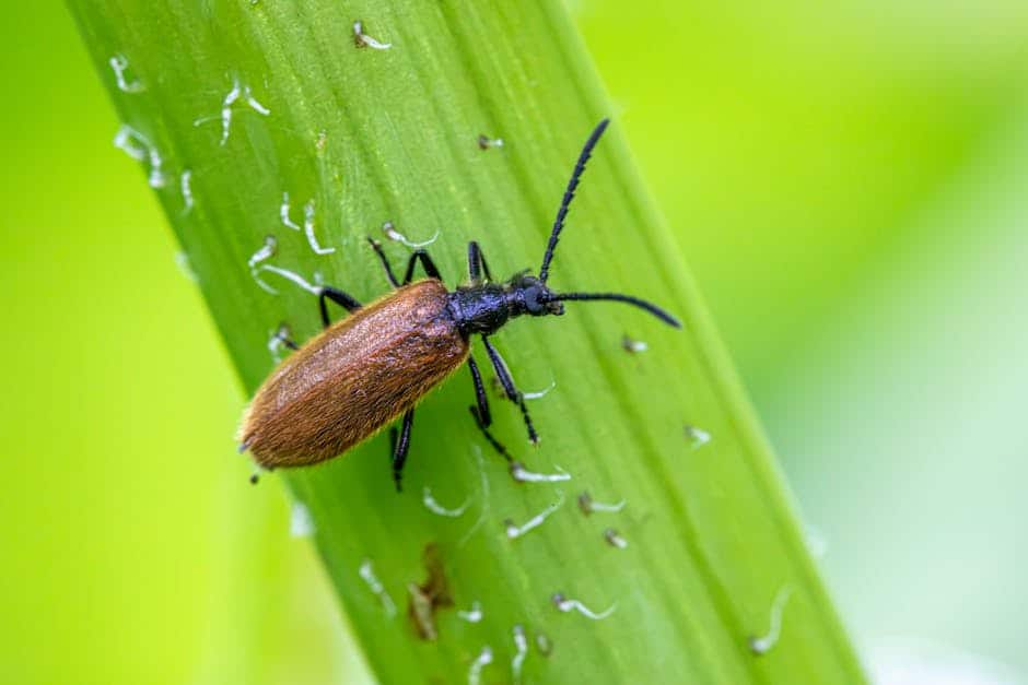 American Burying Beetle: Nature's Recycler