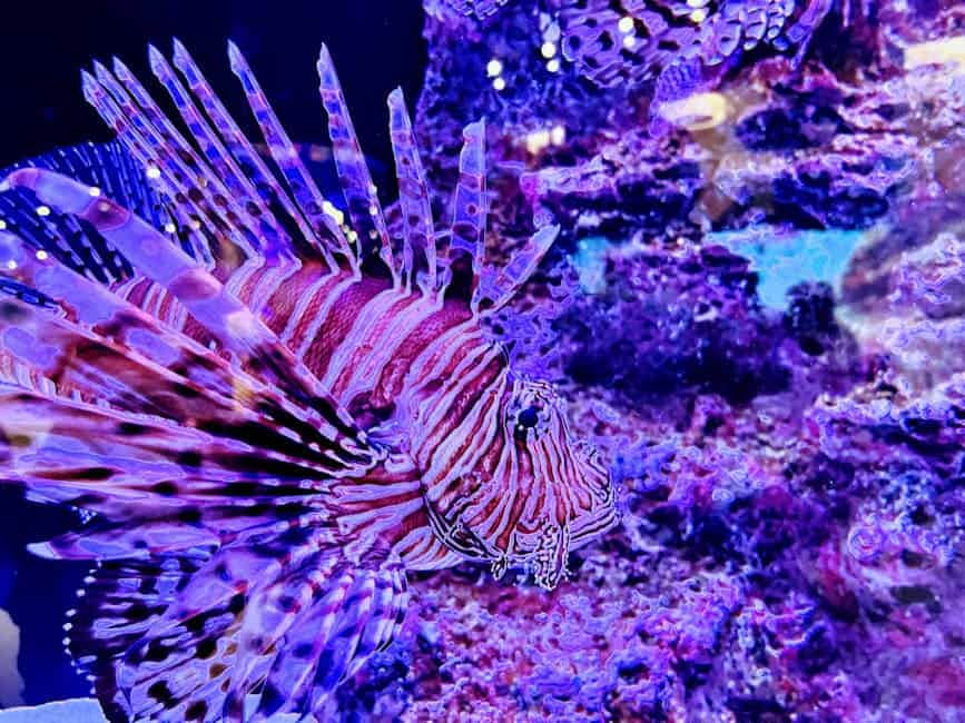 The Endangered Elkhorn Coral