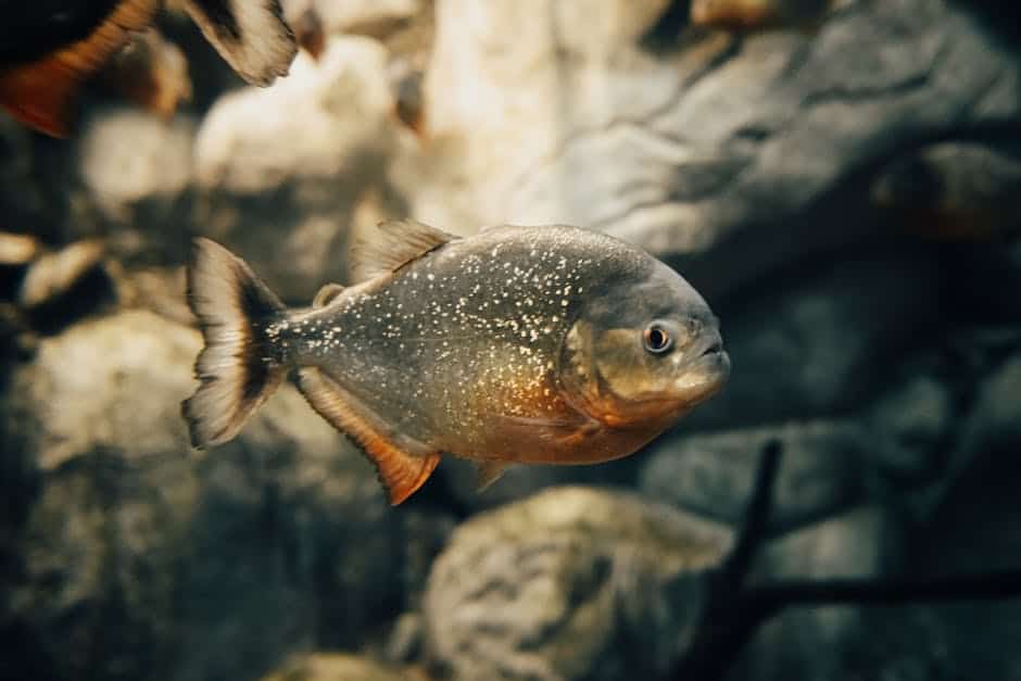 13. The Defensive Strategies of the Red-bellied Piranha (image credits: pexels)
