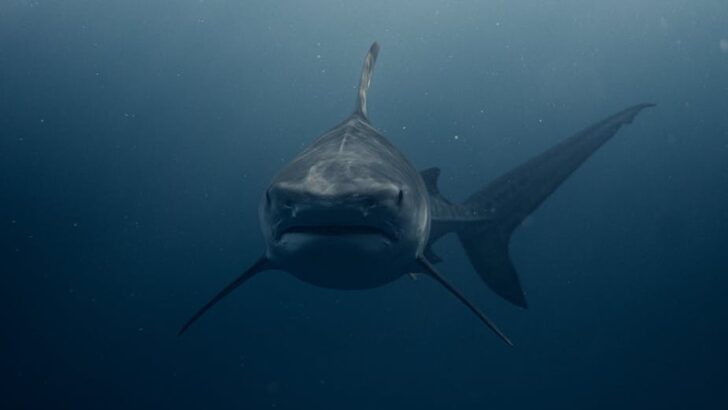Are South Australia’s Toxic Algal Blooms to Blame For Sharks Coming on Shore?