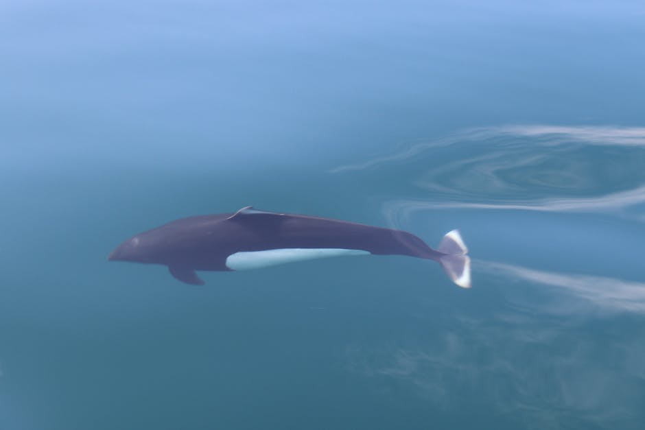 Irrawaddy River Shark: The Lesser-Known Resident (image credits: pexels)