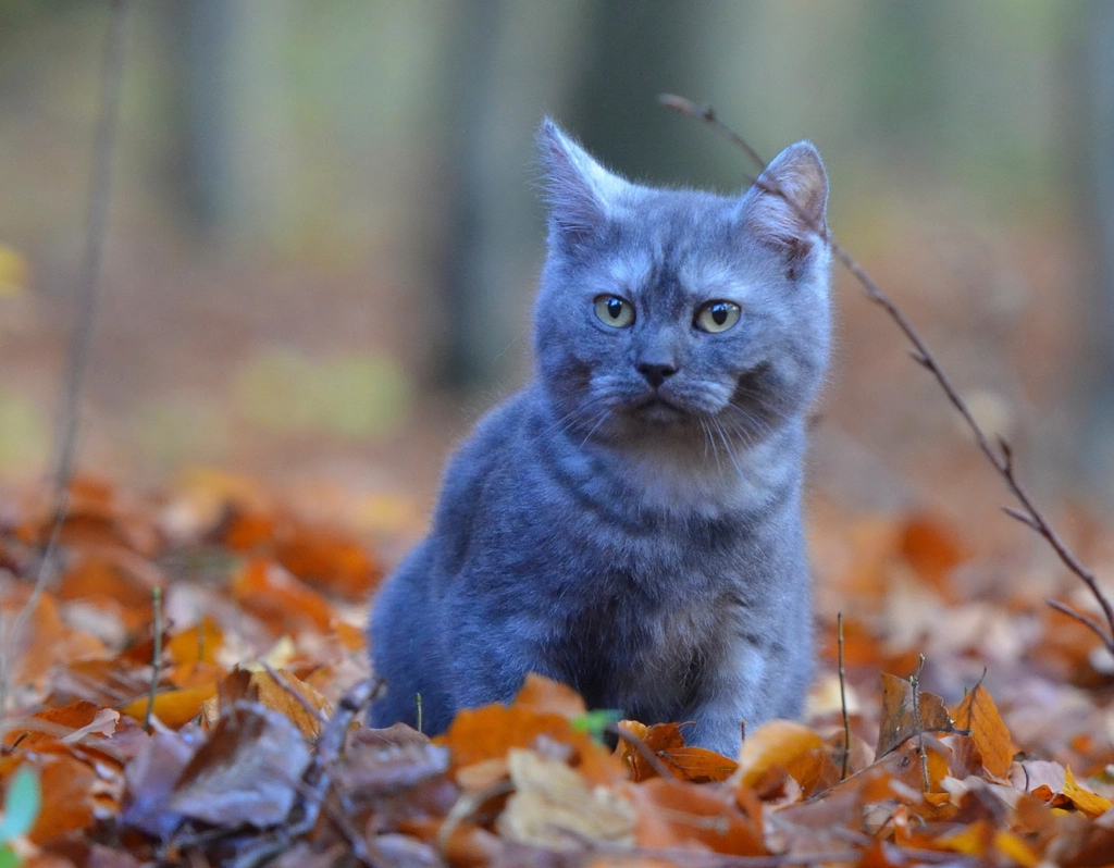 British Shorthair: The Stoic Companion (image credits: rawpixel)